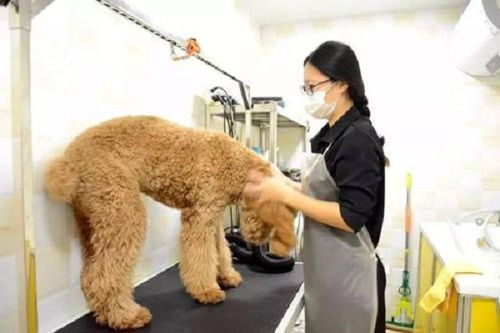 芭菲寵家寵物用品加盟費多少錢 總投資17.8萬元 加盟費查詢網(wǎng)