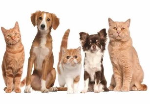 2018巴西寵物展,我們繼續(xù) 打call 提前預定可享受最大優(yōu)惠