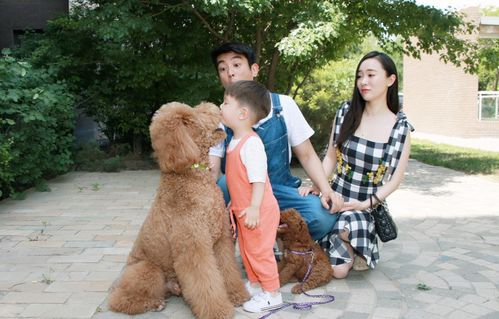 狗狗當(dāng)“家教” 萌寵叼衣架監(jiān)督小主人寫(xiě)作業(yè)，神似操心老母親