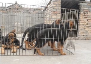 優(yōu)良品種德國(guó)牧羊犬，成都寵物誠(chéng)信交易指南