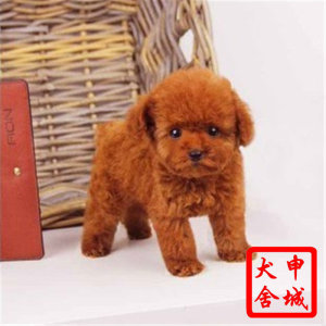 廠(chǎng)家直銷(xiāo)特價(jià)新款泰迪小狗實(shí)木衣柜衣架 多功能寵物家具的理想選擇