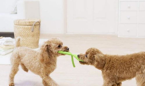 養(yǎng)狗5年，我才明白泰迪最期待的主人原來(lái)是這幾種類(lèi)型